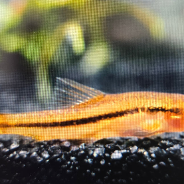 Rosy loach 2cm