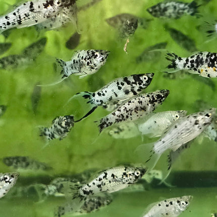 Lyretail Dalmatian molly 3cm
