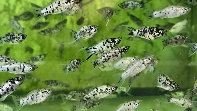 Lyretail Dalmatian molly 3cm