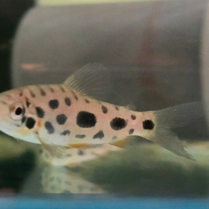 Spotted leporinus 5-6cm