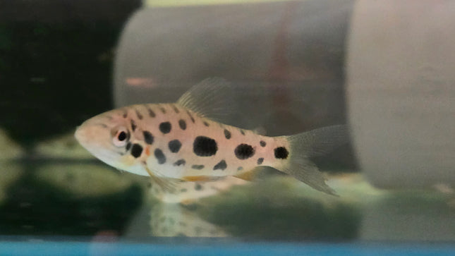 Spotted leporinus 5-6cm