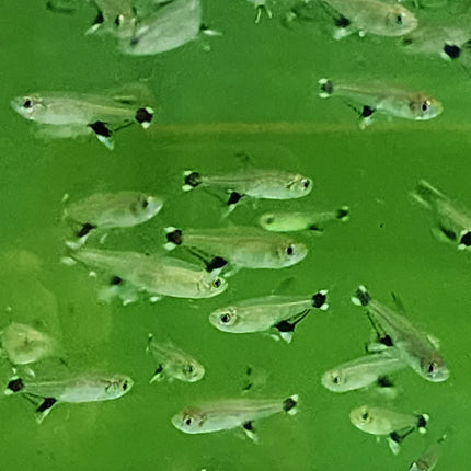 White spot tetra 2.5cm