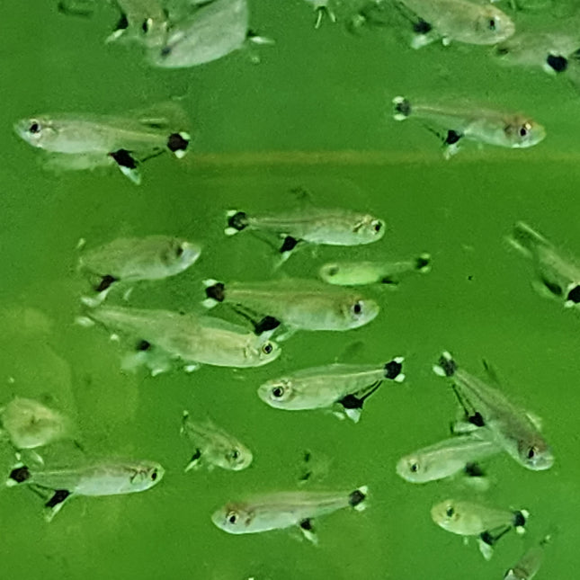 White spot tetra 2.5cm
