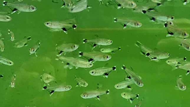 White spot tetra 2.5cm