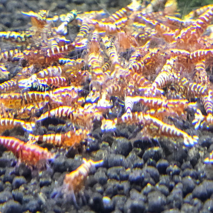 Red galaxy tiger shrimps 1cm