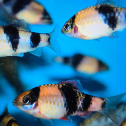Melon barb 3cm