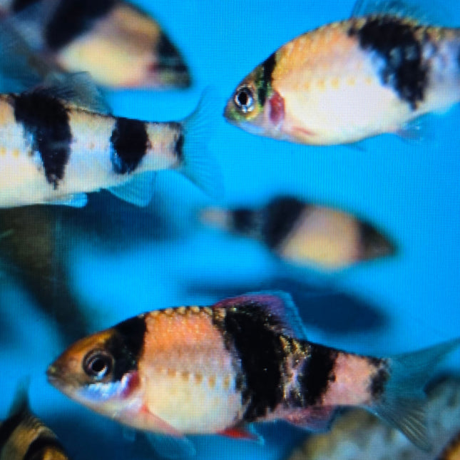 Melon barb 3cm