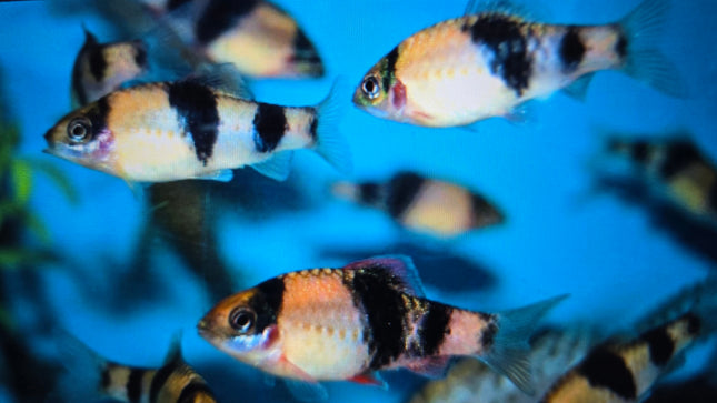 Melon barb 3cm
