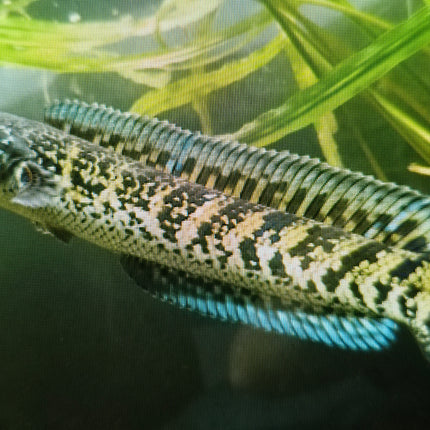 Channa golden cobra 7-10cm
