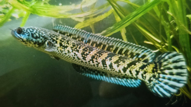 Channa golden cobra 7-10cm