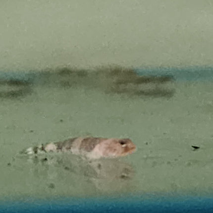 Dragon microgoby 2.5cm