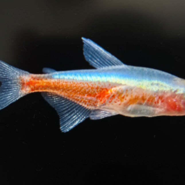 Albino cardinal tetra 2.5cm