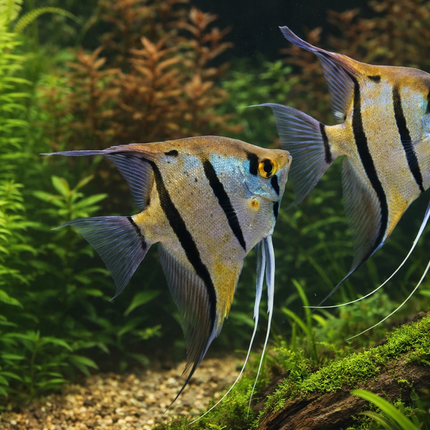 Rio Nanay Angelfish 7-8cm