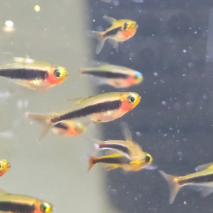 Tukano tetra 1cm