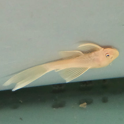 Pleco L144 blue eye longfin 4-5cm