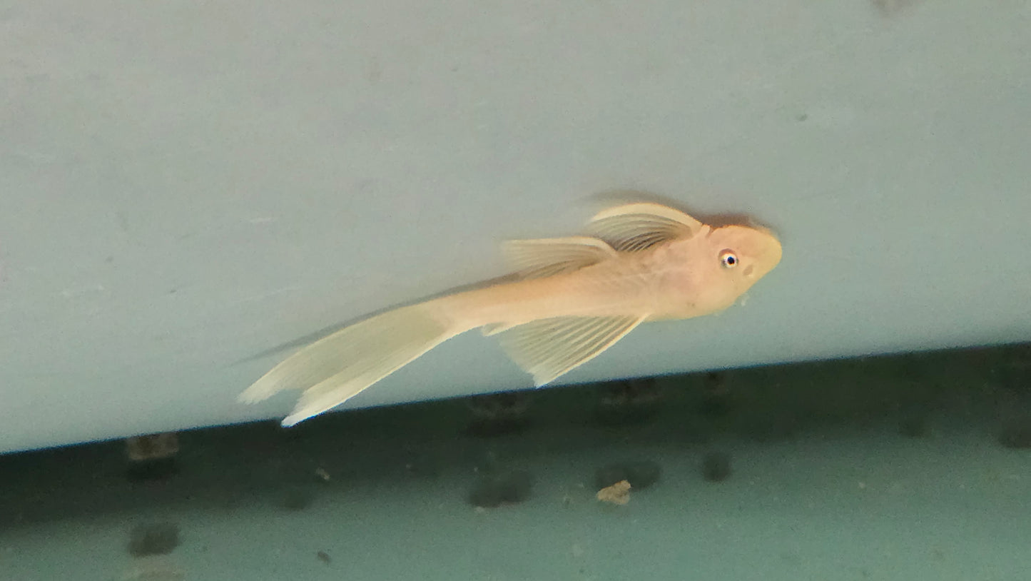 Pleco L144 blue eye longfin 4-5cm