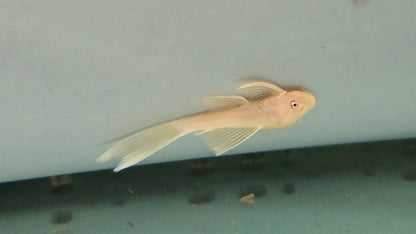 Pleco L144 blue eye longfin 4-5cm