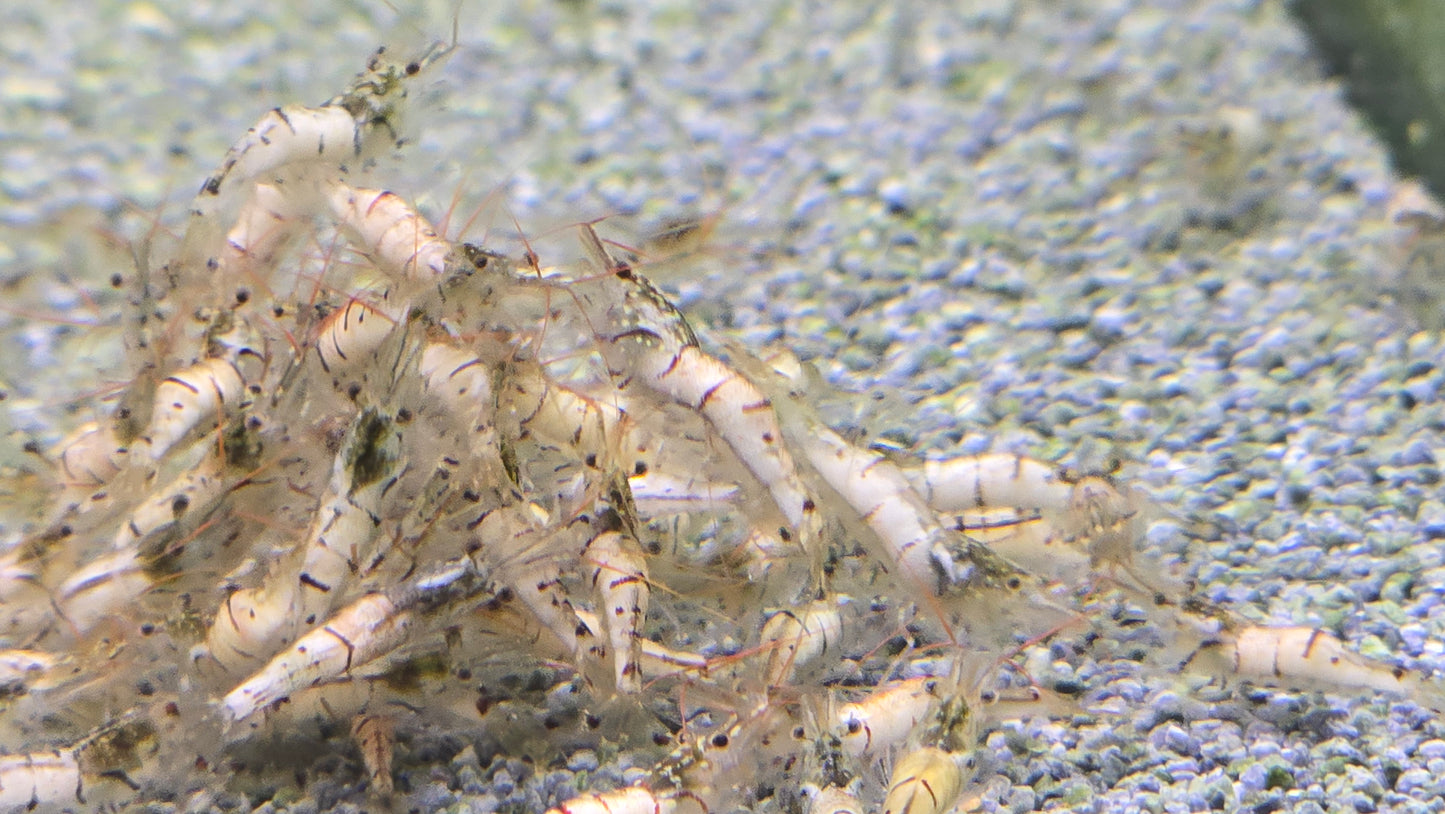 Snow zebra shrimp 1cm