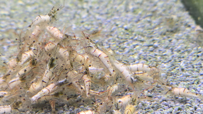Snow zebra shrimp 1cm
