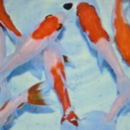 Hoe kim goldfish 7-8cm