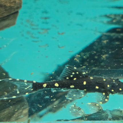 Pleco acanthicus adonis L155 5-6cm