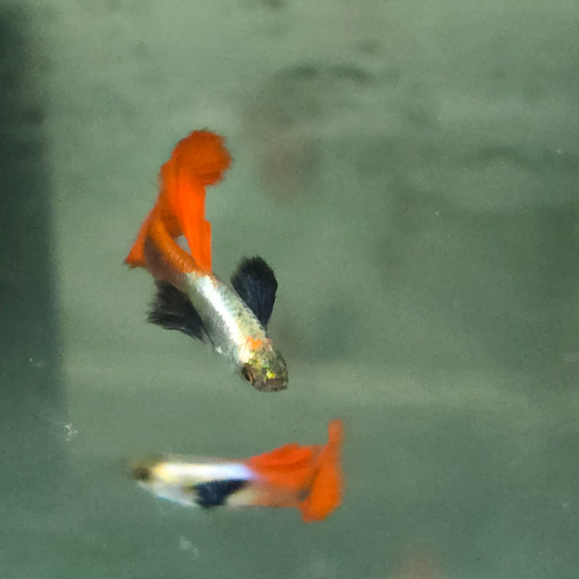 Platinum dumbo ear guppy 3cm pair