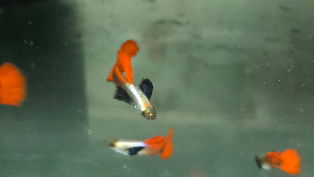 Platinum dumbo ear guppy 3cm pair