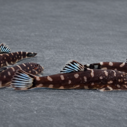 Blue fin borneo sucker 3-4cm