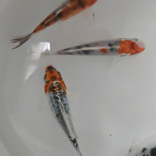Tri colour koi