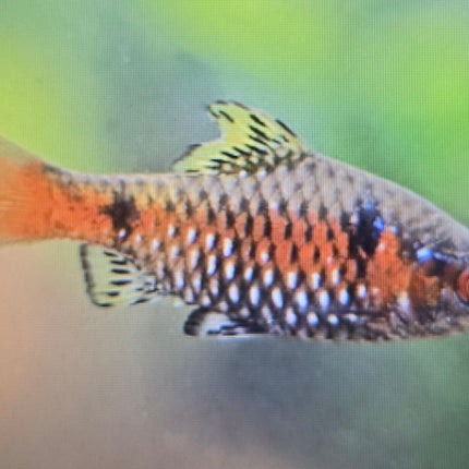Odessa barb 3cm