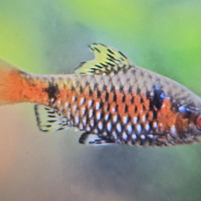 Odessa barb 3cm
