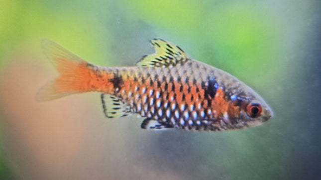 Odessa barb 3cm