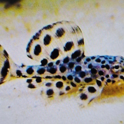 Pleco Imperial ranger 1-1.5cm