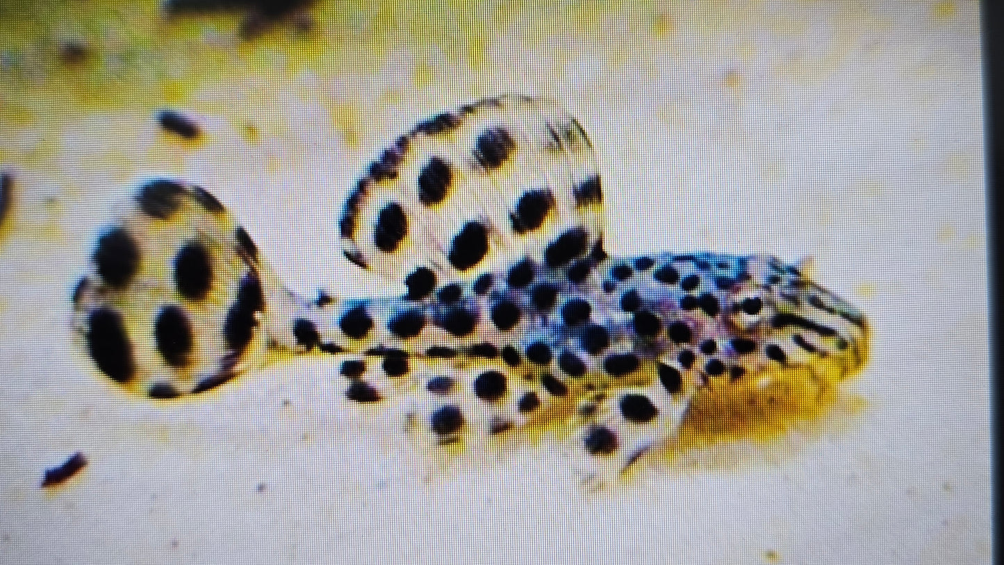 Pleco Imperial ranger 1-1.5cm