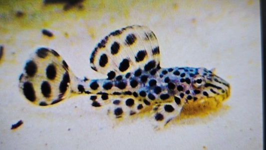 Pleco Imperial ranger 1-1.5cm
