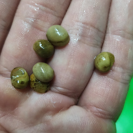 Yellow pumpkin snail 1cm