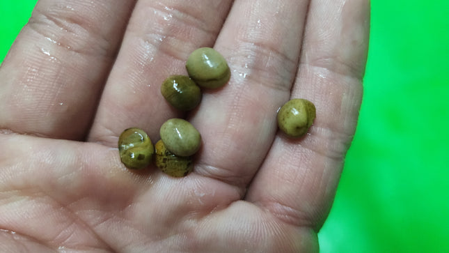 Yellow pumpkin snail 1cm