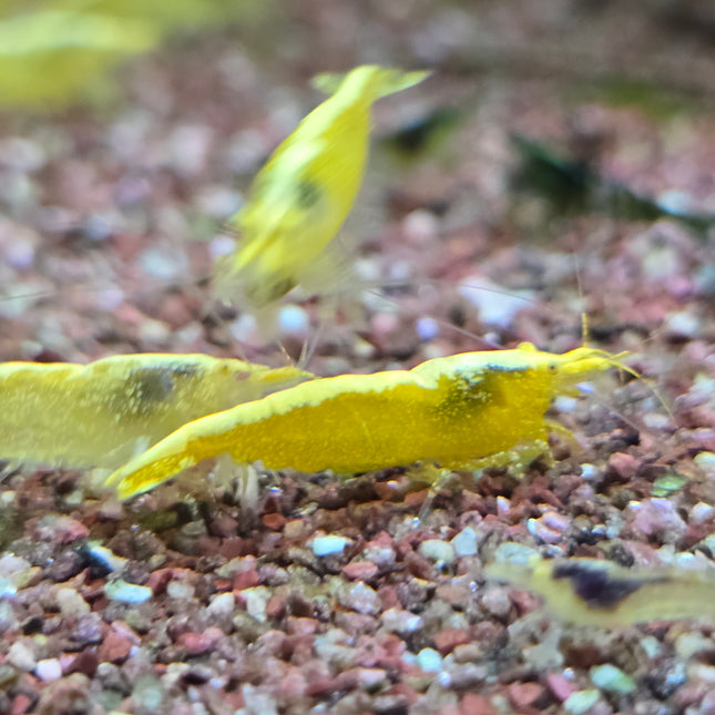 Golden eye Golden back shrimp