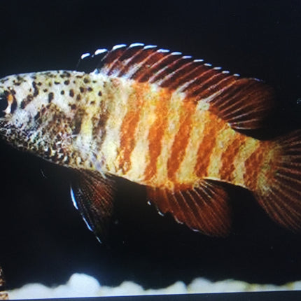 Black tiger dario 2cm