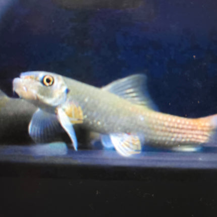 Burmese red tail garra 5cm