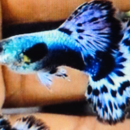 Blue ivory guppy Pairs 2.5cm