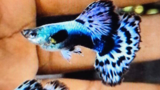 Blue ivory guppy Pairs 2.5cm