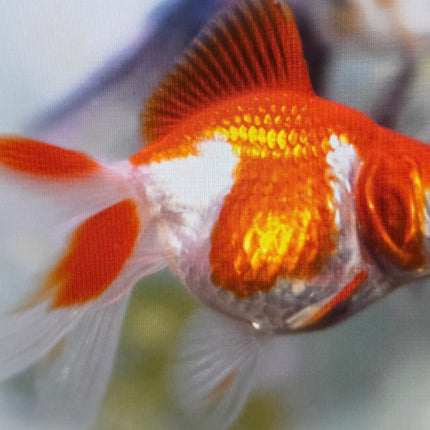 Red white fantail 5cm