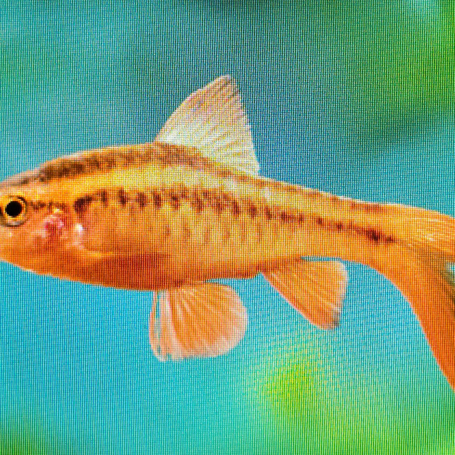 Longfin Cherry Barb 3cm