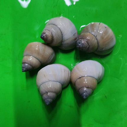 White wizard snails 3cm