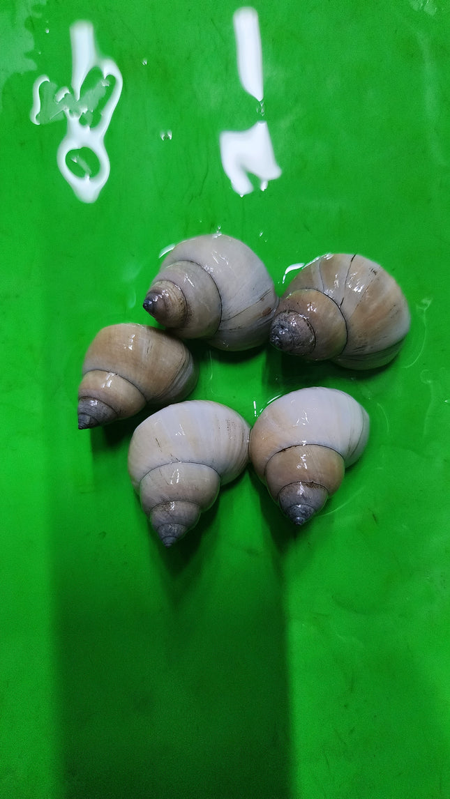 White wizard snails 3cm
