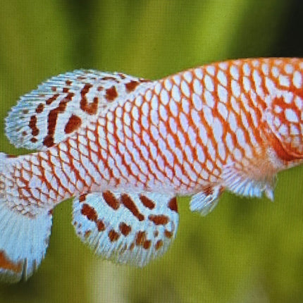 Nothobranchius rachovii albino 3-4cm