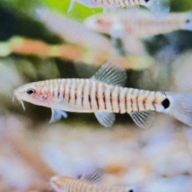 Hovering loach 2.5-3cm