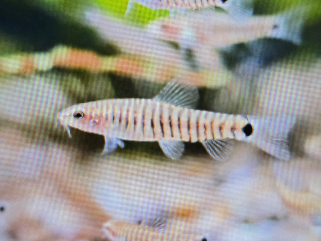 Hovering loach 2.5-3cm