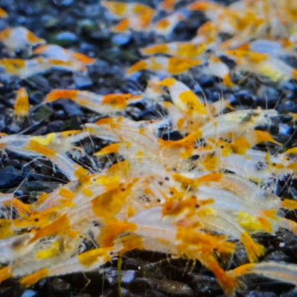 Orange rili shrimp 1-1.5cm